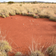 This large fairy circle features a hardened top-soil layer that’s preventing the growth of grass. Australian fairy circles typically measure 12 to 22 feet (7 to 9 meters). Image: Stephan Getzin